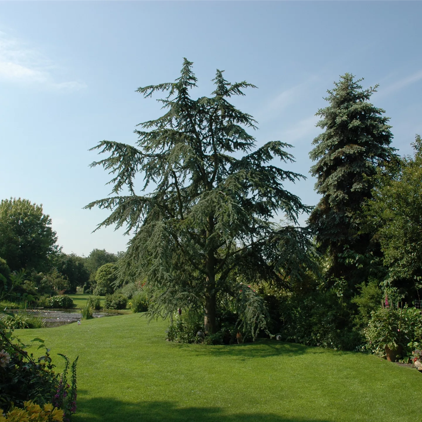 Cedrus deodara 'Aurea'