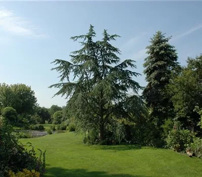 Cedrus deodara 'Aurea'