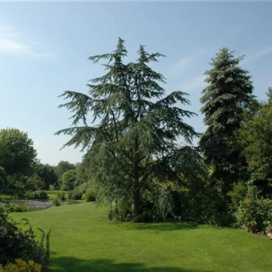 Cedrus deodara 'Aurea'