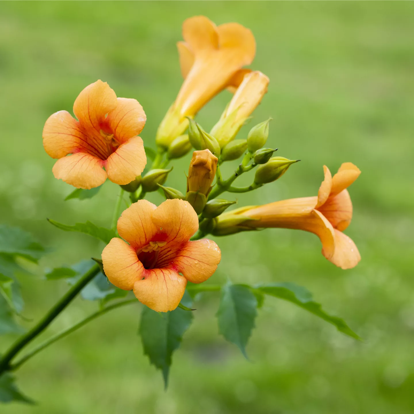 Campsis tagliabuana (x) 'Mme Galen'