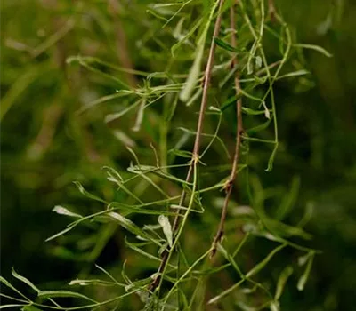 Caragana arborescens