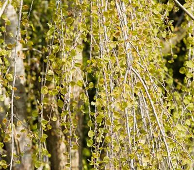 Cercidiphyllum japonicum 'Pendulum'