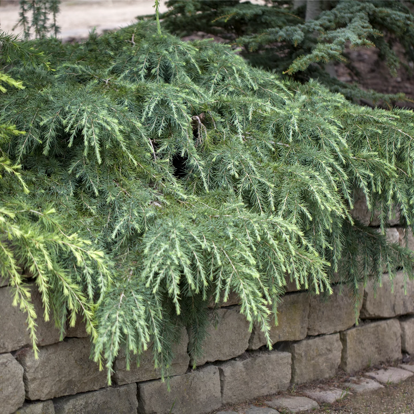 Cedrus deodara 'Feelin' Blue'