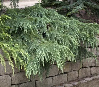 Cedrus deodara 'Feelin' Blue'