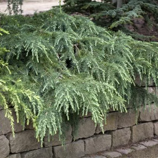 Cedrus deodara 'Feelin' Blue'