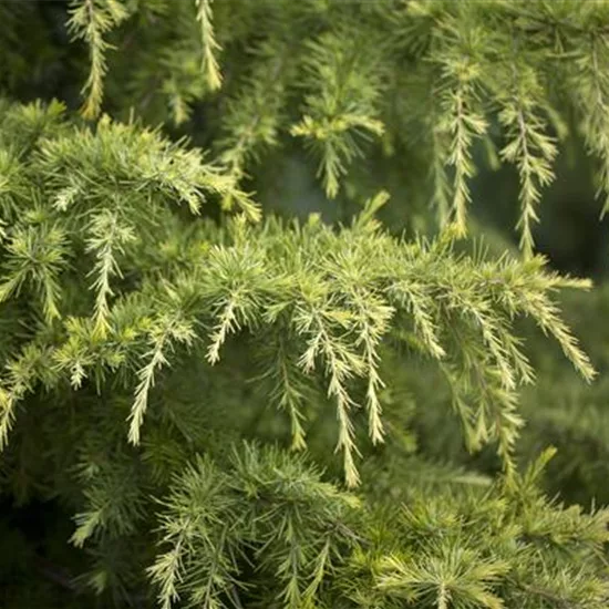 Cedrus deodara 'Golden Horizon'