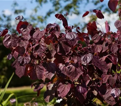 Cercis canadensis 'Forest Pansy'