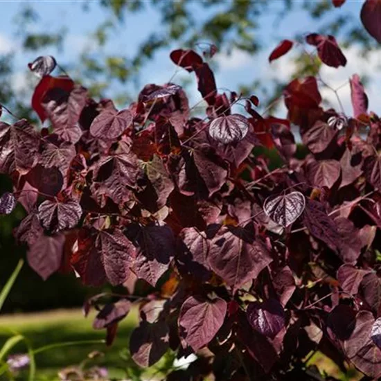 Cercis canadensis 'Forest Pansy'