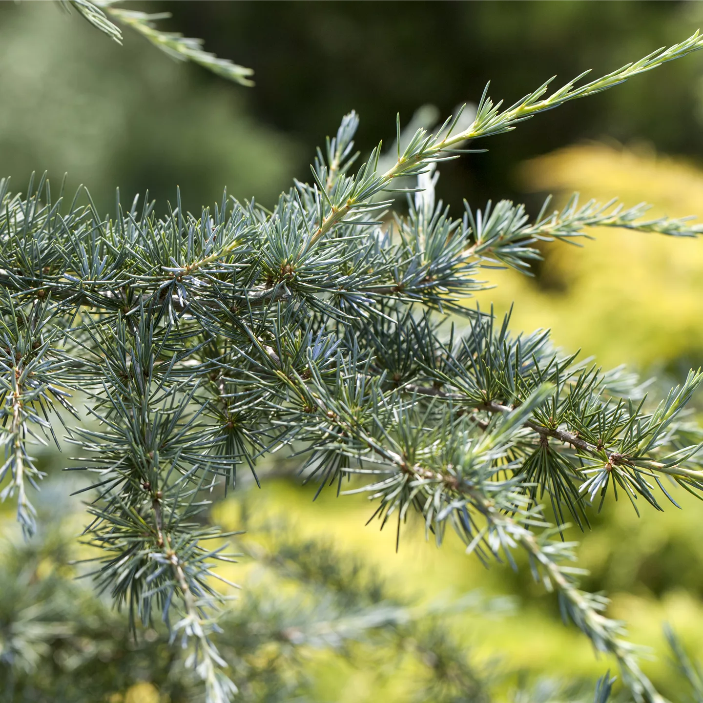 Cedrus deodara 'Karl Fuchs'