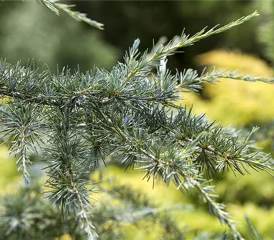 Cedrus deodara 'Karl Fuchs'