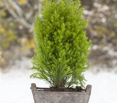 Chamaecyparis lawsoniana 'Ellwood's Gold'