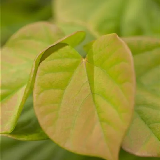 Cercis chinensis 'Avondale'