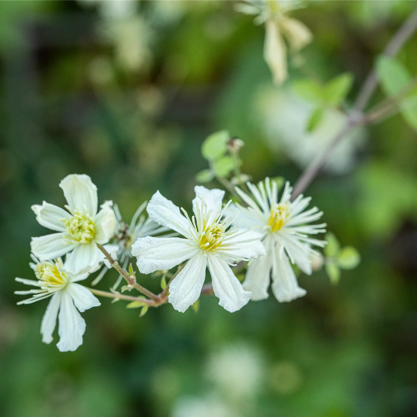 Clematis terniflora