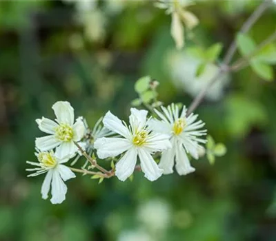 Clematis terniflora