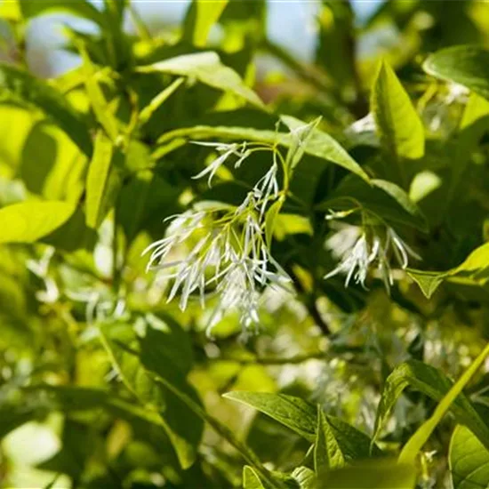 Chionanthus virginicus