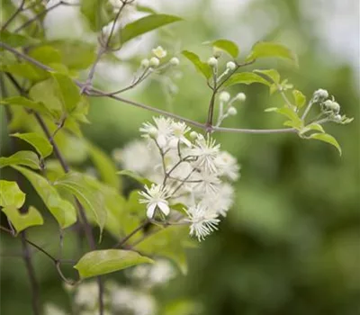 Clematis vitalba