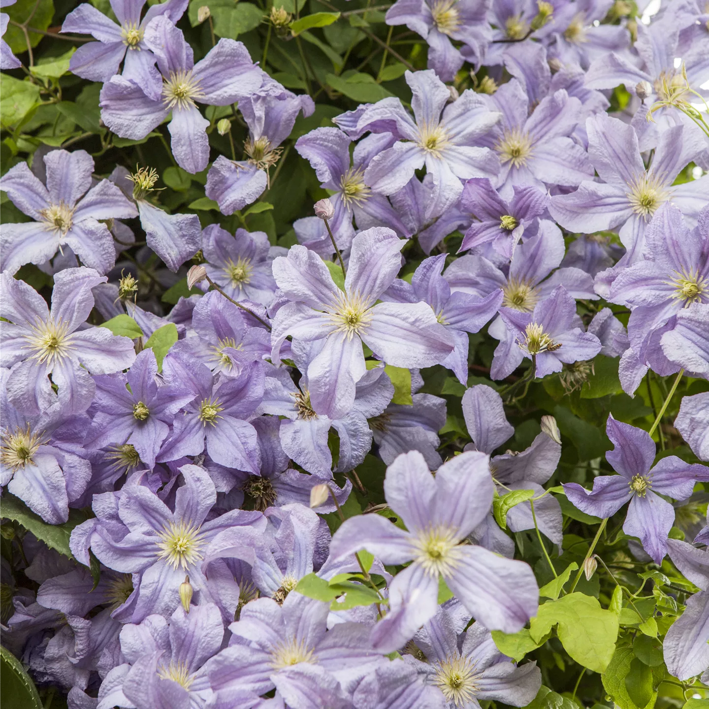 Clematis viticella