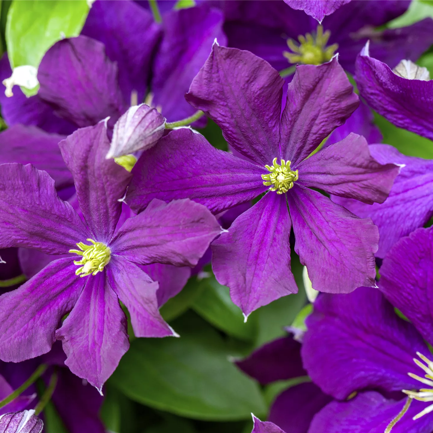 Clematis (Viticella-Gruppe) 'Etoile Violette'