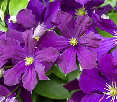 Clematis (Viticella-Gruppe) 'Etoile Violette'