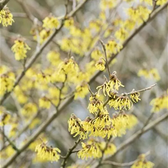 Hamamelis intermedia (x) 'Arnold Promise'