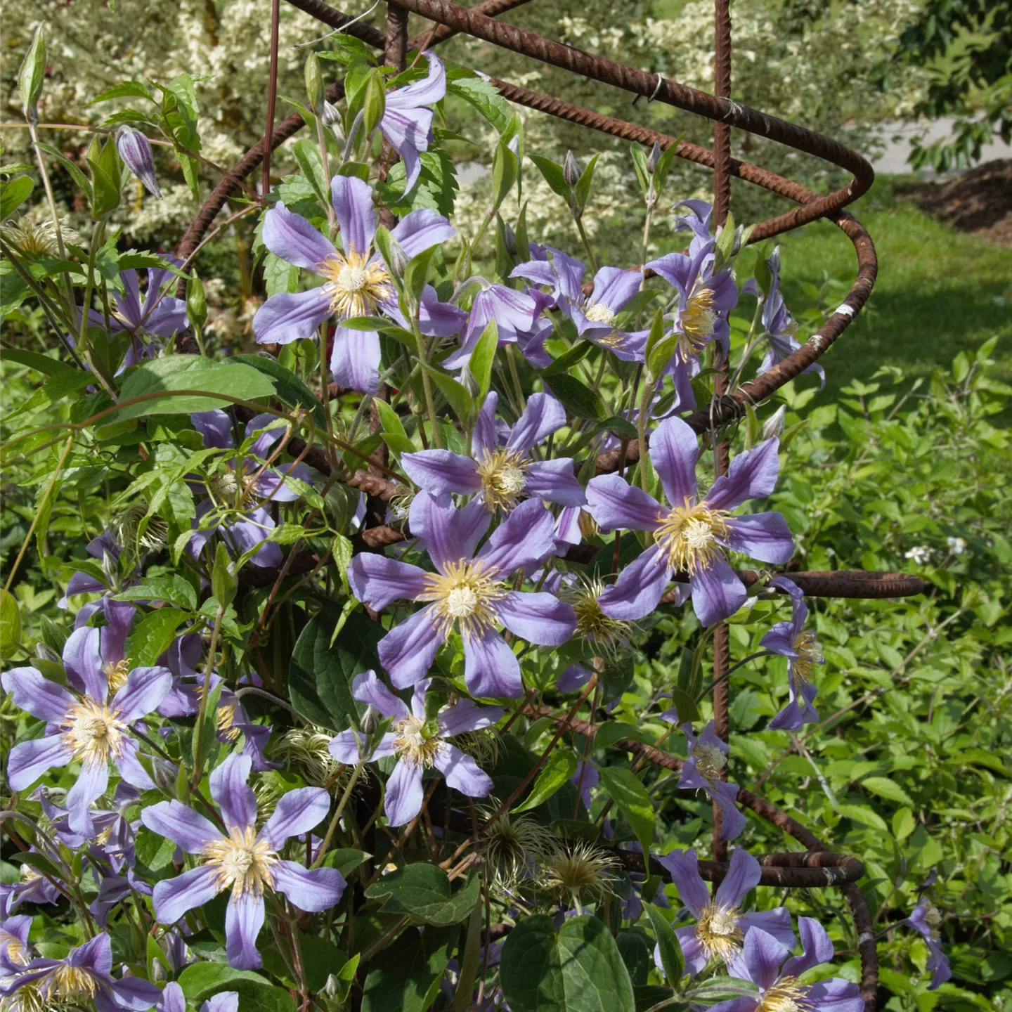 Clematis durandii (x)