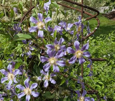 Clematis durandii (x)