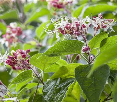 Clerodendrum trichotomum