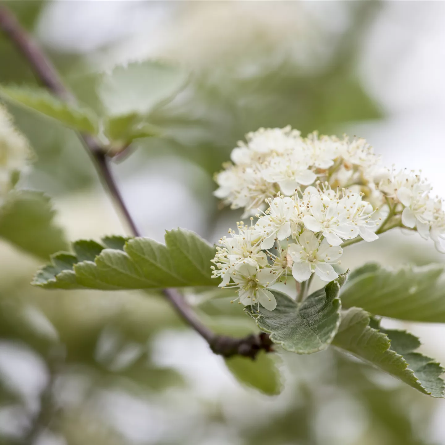 Crataegus laevigata