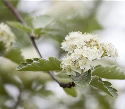 Crataegus laevigata