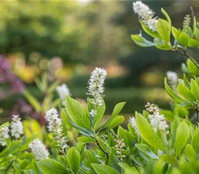 Clethra alnifolia