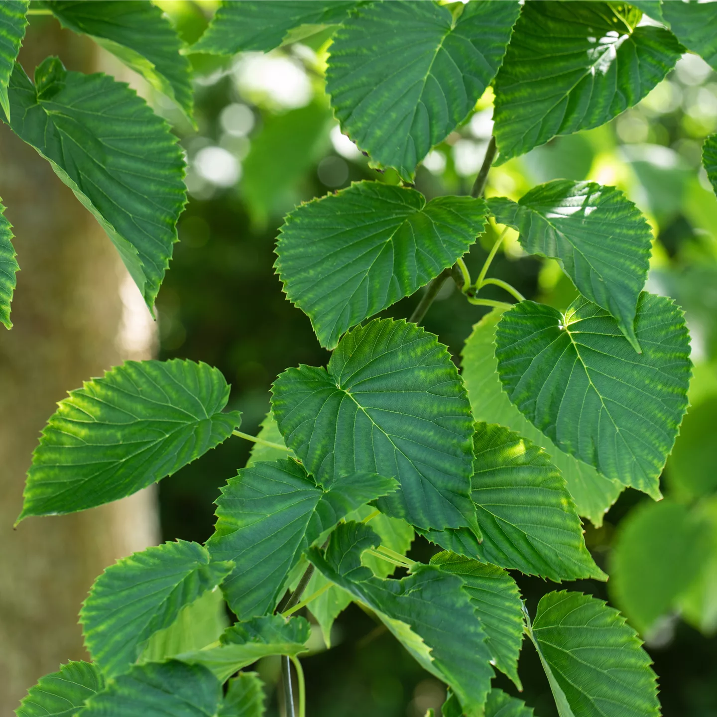 Davidia involucrata