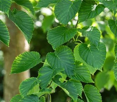 Davidia involucrata