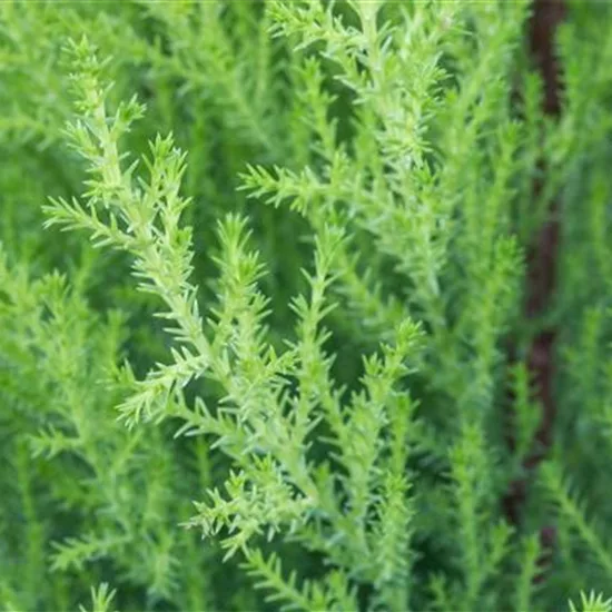 Cupressus macrocarpa 'Goldcrest'