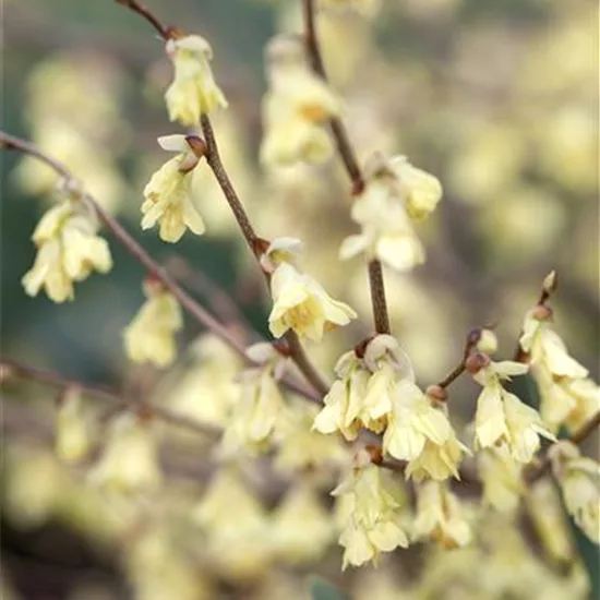 Corylopsis pauciflora