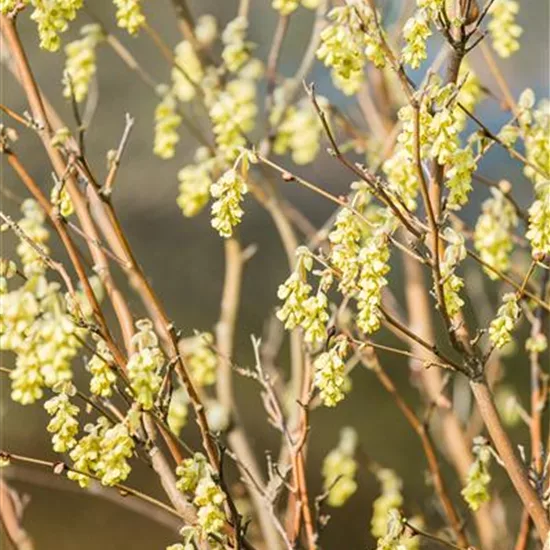 Corylopsis sinensis 'Spring Purple'