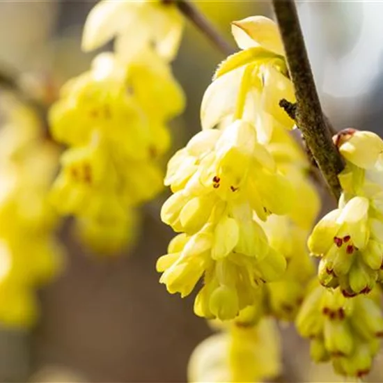 Corylopsis sinensis