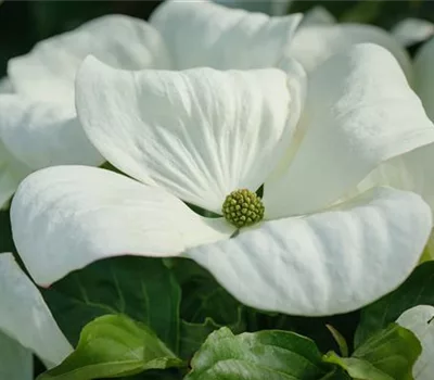 Cornus 'Ascona'