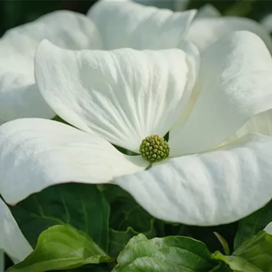 Cornus nuttallii 'Monarch'