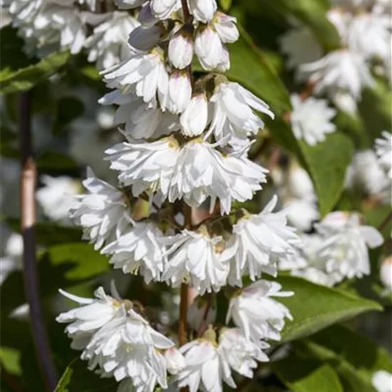 Deutzia magnifica (x)