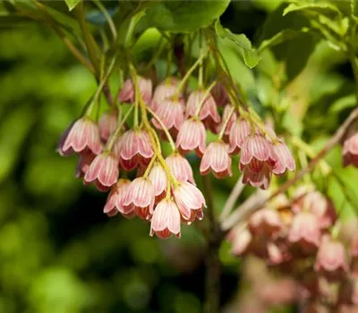 Enkianthus campanulatus