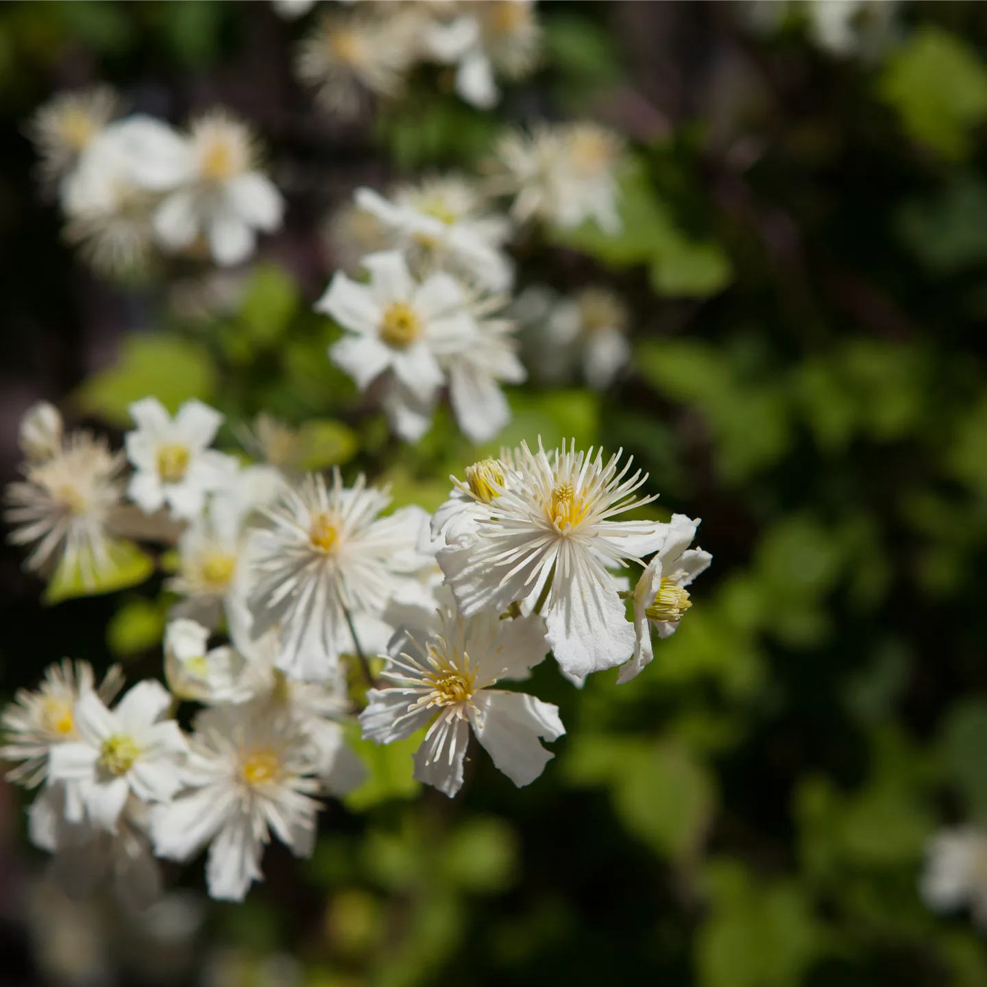 Clematis 'Summer Snow'