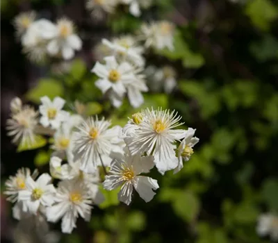 Clematis 'Summer Snow'