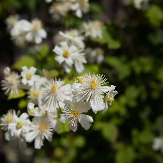 Clematis 'Summer Snow'