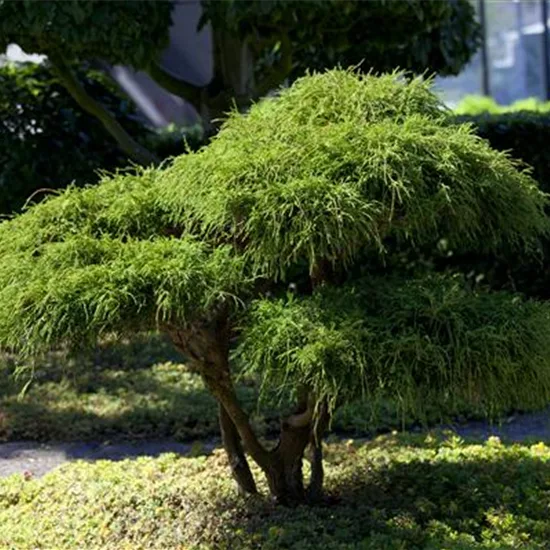 Chamaecyparis pisifera 'Filifera'