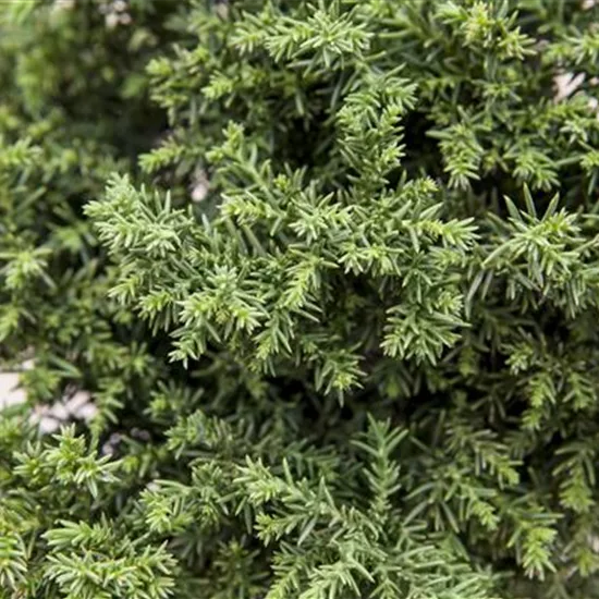 Cryptomeria japonica 'Bandai'