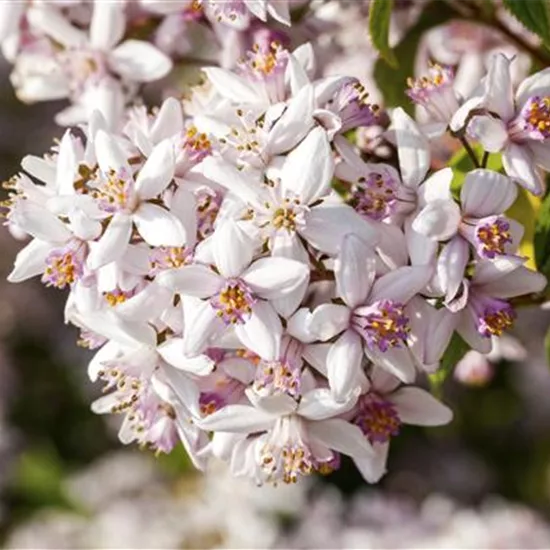 Deutzia 'Yuki Cherry Blossom'