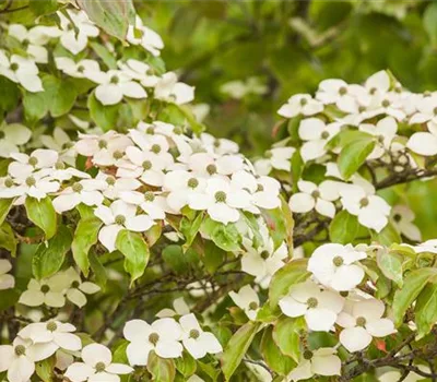 Cornus kousa