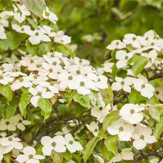 Cornus kousa