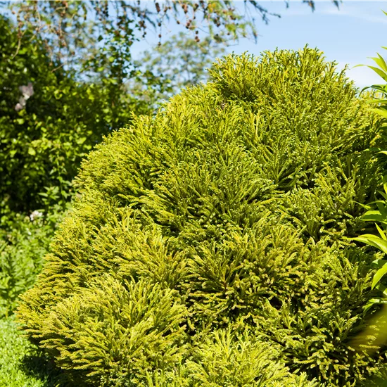 Cryptomeria japonica 'Globosa Nana'