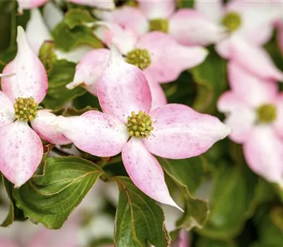 Cornus kousa 'Beni-fuji'